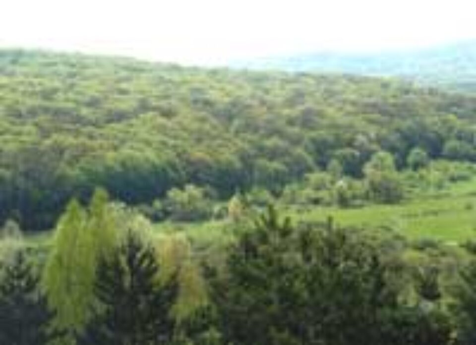 Paza pădurilor devine obligatorie Paza pădurilor devine obligatorie