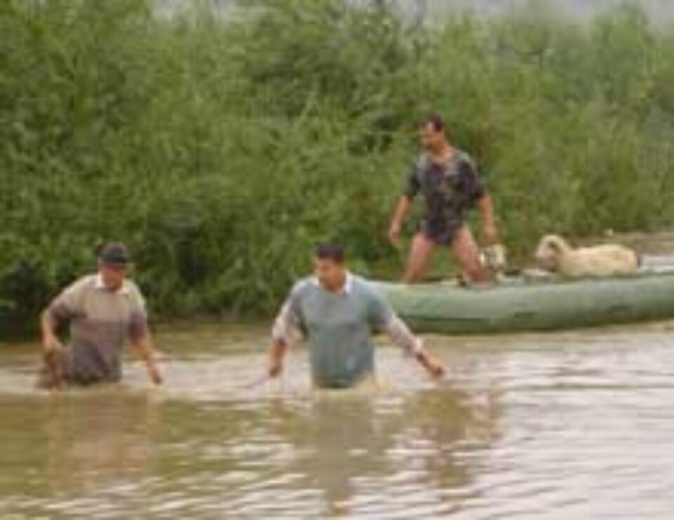 320 de oi au fost înghițite de apele rîului Suceava, la Dănilă 320 de oi au fost înghițite de apele rîului Suceava, la Dănilă