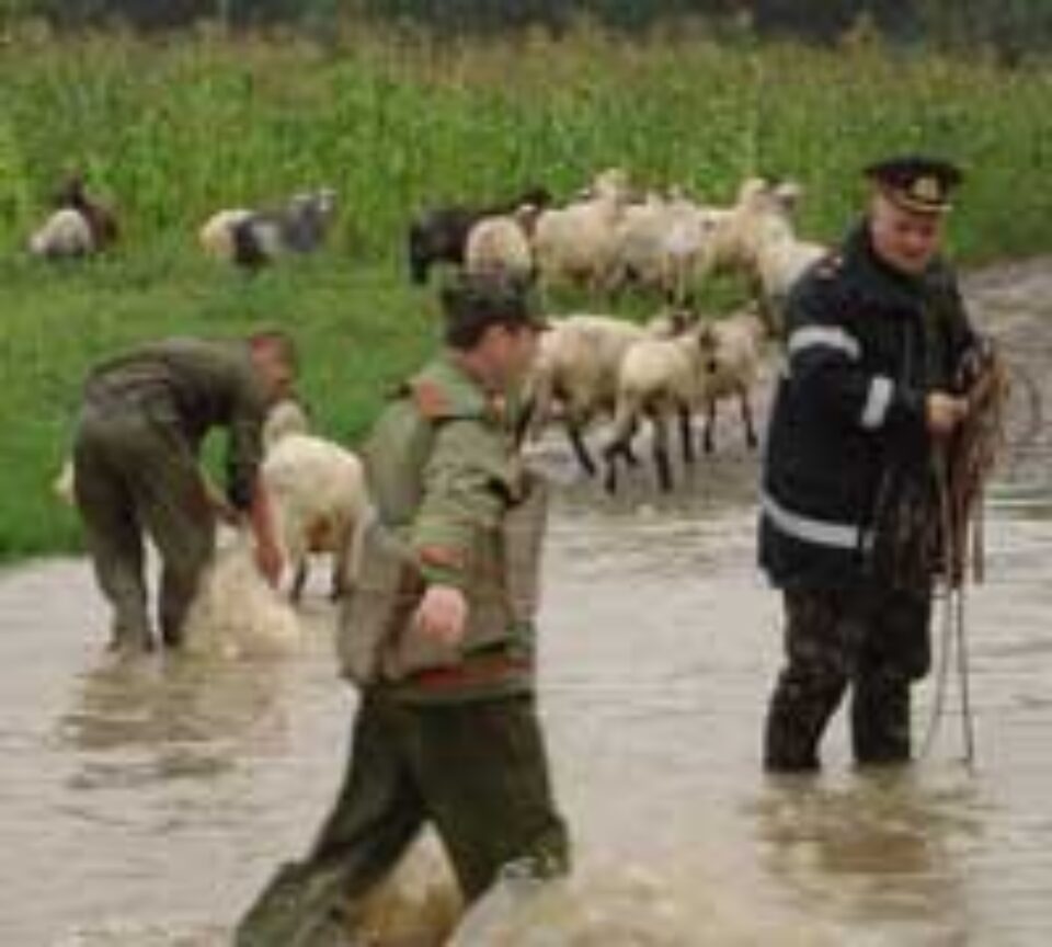 “Singurul vinovat de moartea celor 320 de oi este chiar proprietarul lor, care nu a intervenit la timp și care se afla ilegal pe terenurile mele” “Singurul vinovat de moartea celor 320 de oi este chiar proprietarul lor, care nu a intervenit la timp și care se afla ilegal pe terenurile mele”