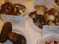 Expoziție de ciuperci