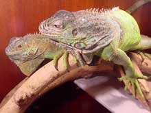 „Expo Reptila 2005”