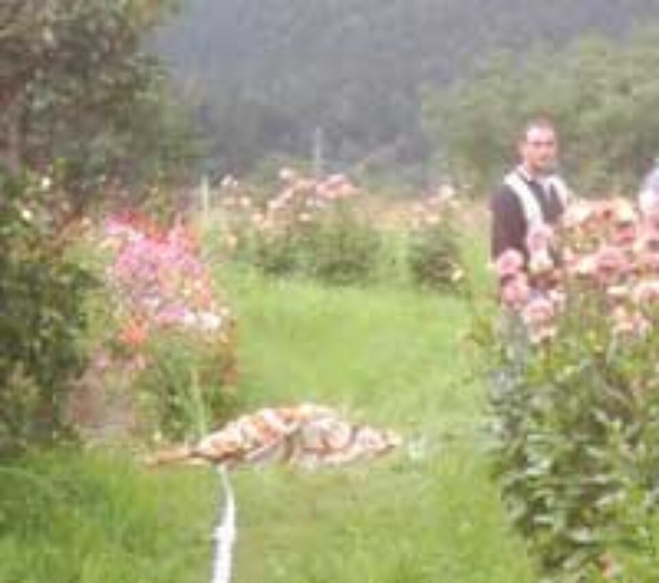 Sexagenară din Straja, mutilată de doi frați, unul de 16 și celălalt de 24 de ani