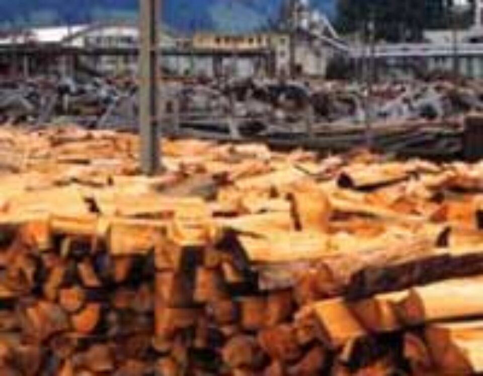 Lemnul de foc pentru populație va fi pus în vînzare din septembrie