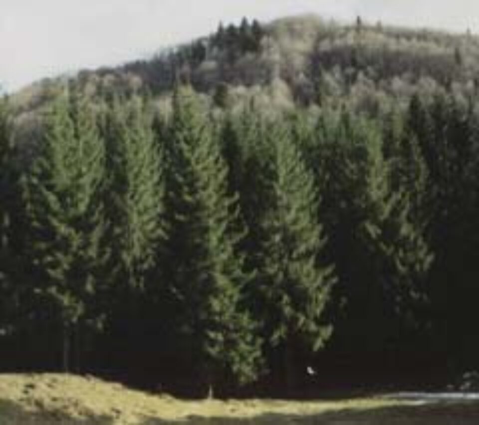 Direcția Silvică Suceava a finalizat acțiunea de preluare a celor 90.000 de hectare cu care fusese împroprietărită Arhiepiscopia Sucevei și Rădăuților Direcția Silvică Suceava a finalizat acțiunea de preluare a celor 90.000 de hectare cu care fusese împroprietărită Arhiepiscopia Sucevei și Rădăuților