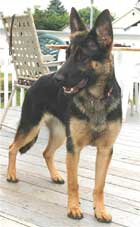 Dintre 30 de indivizi suspecți, cîinele polițist i-a mirosit pe hoți