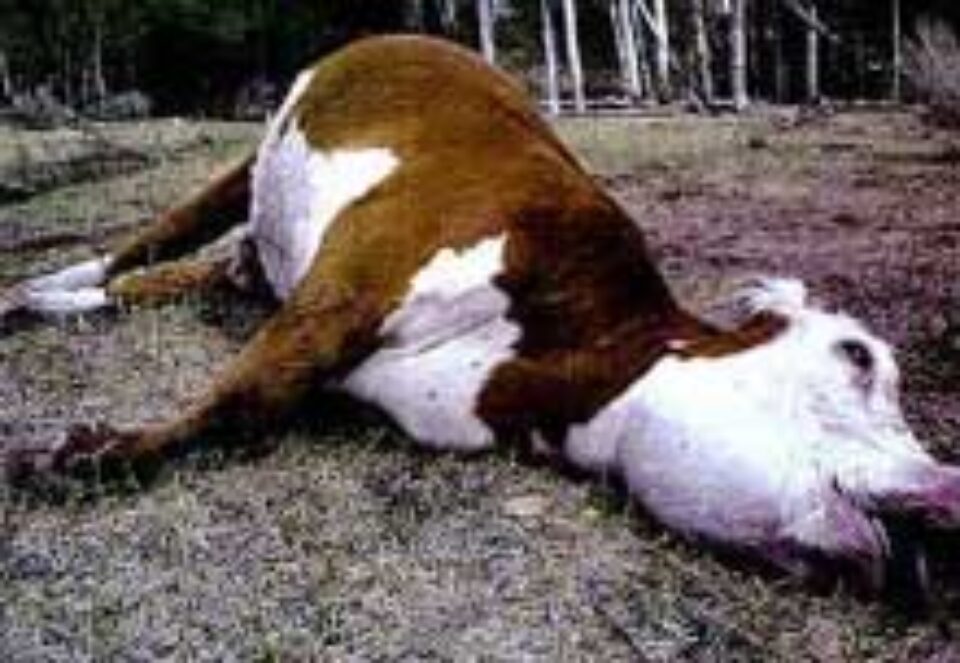 Țăranii, obligați de un nou text de lege să incinereze animalele care le mor în gospodărie Țăranii, obligați de un nou text de lege să incinereze animalele care le mor în gospodărie