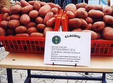 An sumbru pentru culturile de cartofi din județul Suceava