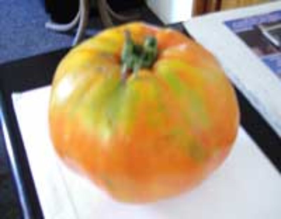 Legume gigant în grădina unui profesor din Lisaura