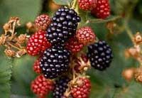 Fructele de pădure (II)