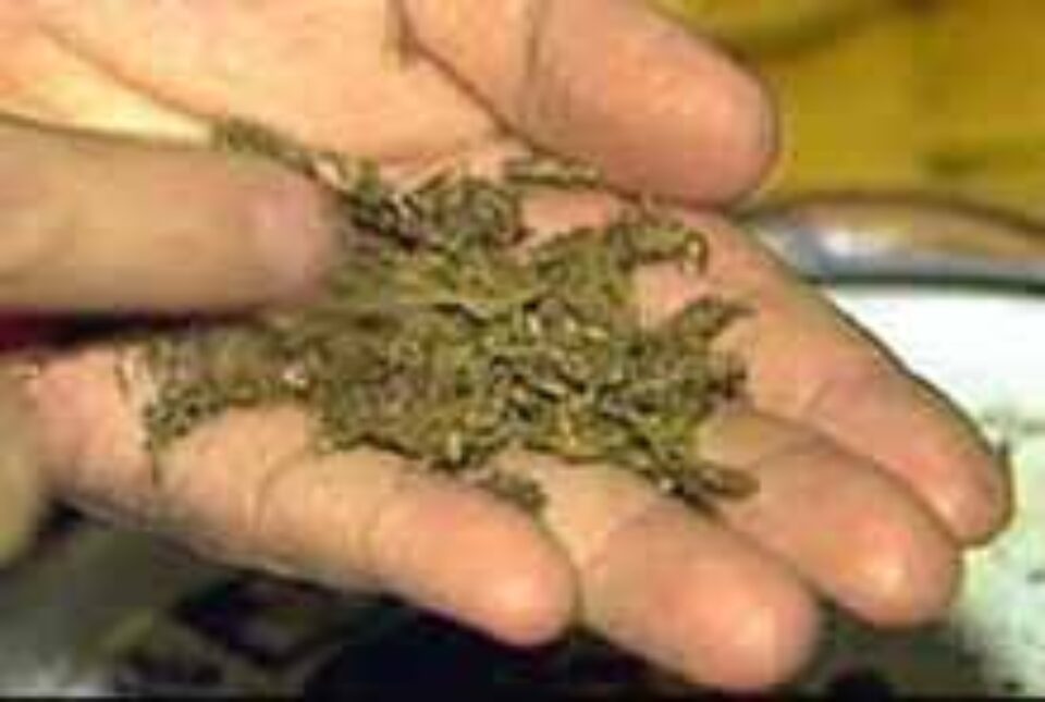 Au încercat să le vîndă droguri polițiștilor sub acoperire