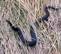 Localnică din Gura Humorului mușcată de șarpe, în timp ce culegea bureți