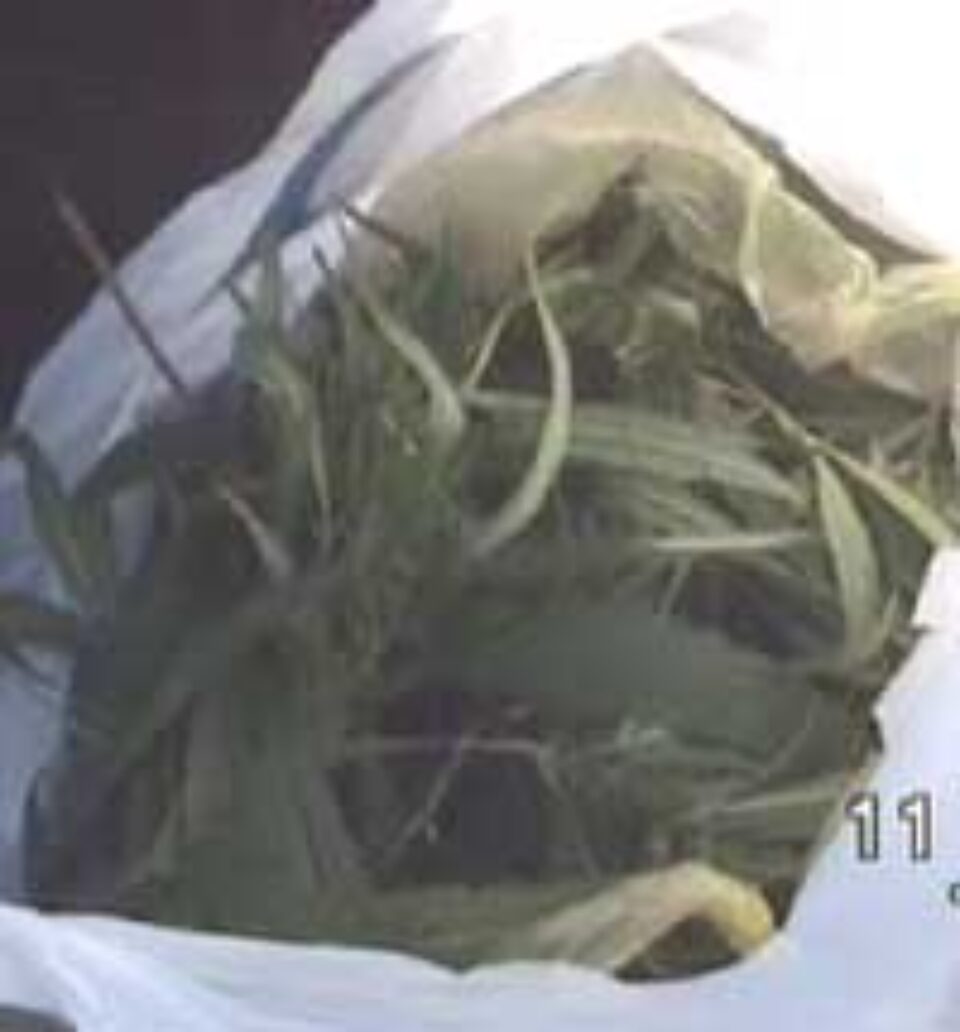 Tinerii reținuți de  pentru trafic de droguri, sînt în libertate