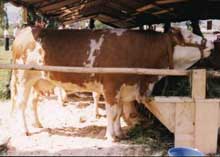 „Festivalul Lăptarilor” de la Cîmpulung Moldovenesc a ajuns la ediția a VII-a