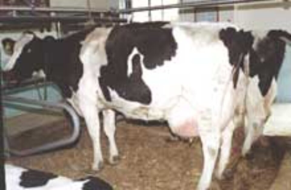 Laptele provenit de la crescătorii de bovine din zona de șes a județului, încărcat cu germeni Laptele provenit de la crescătorii de bovine din zona de șes a județului, încărcat cu germeni