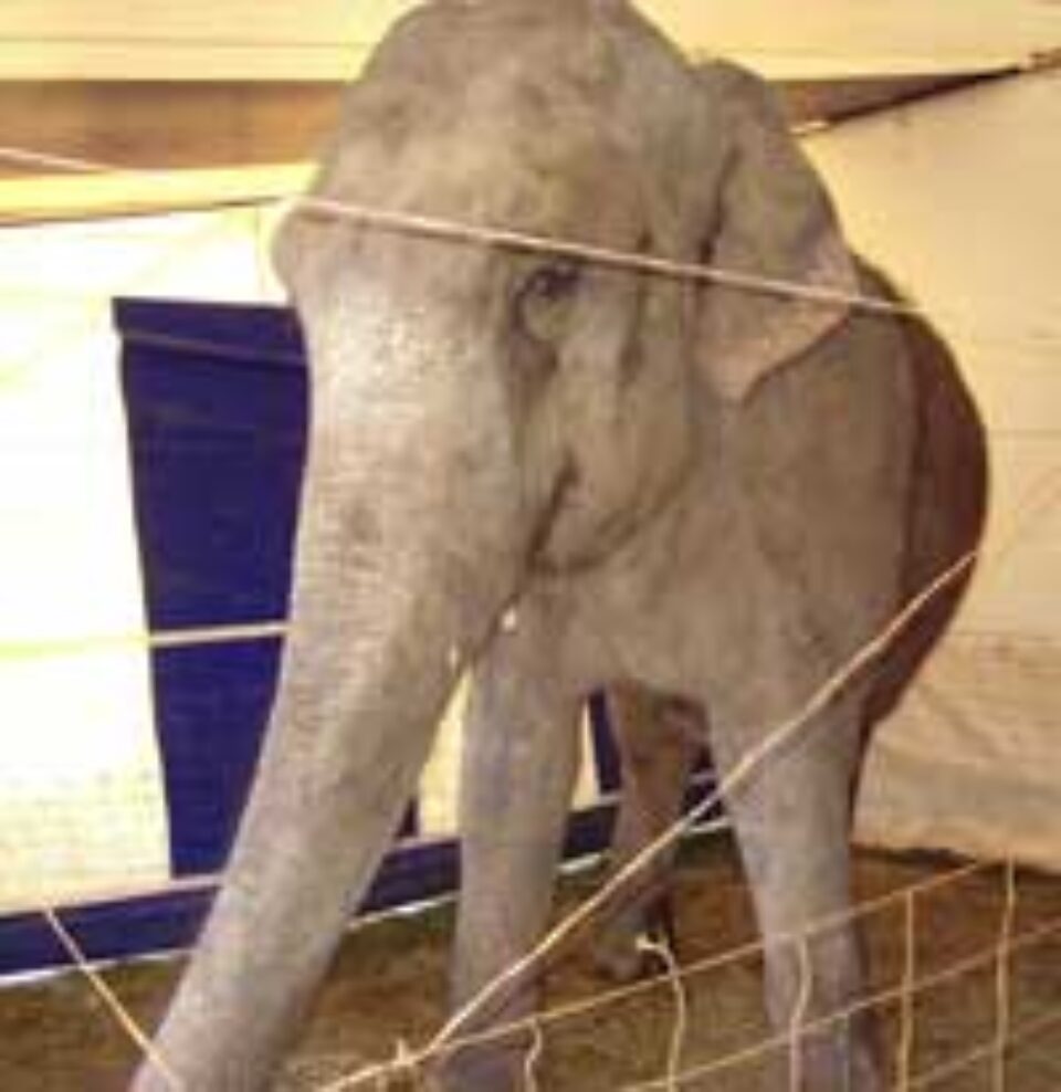 Circul Praga se „dă în spectacol” la Suceava