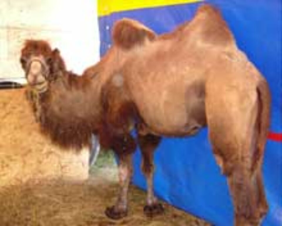 Circul Praga se „dă în spectacol” la Suceava