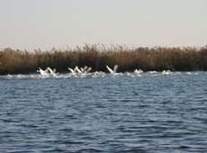 Rezultat preliminar negativ al testului virusologic la păsările din Ceamurlia