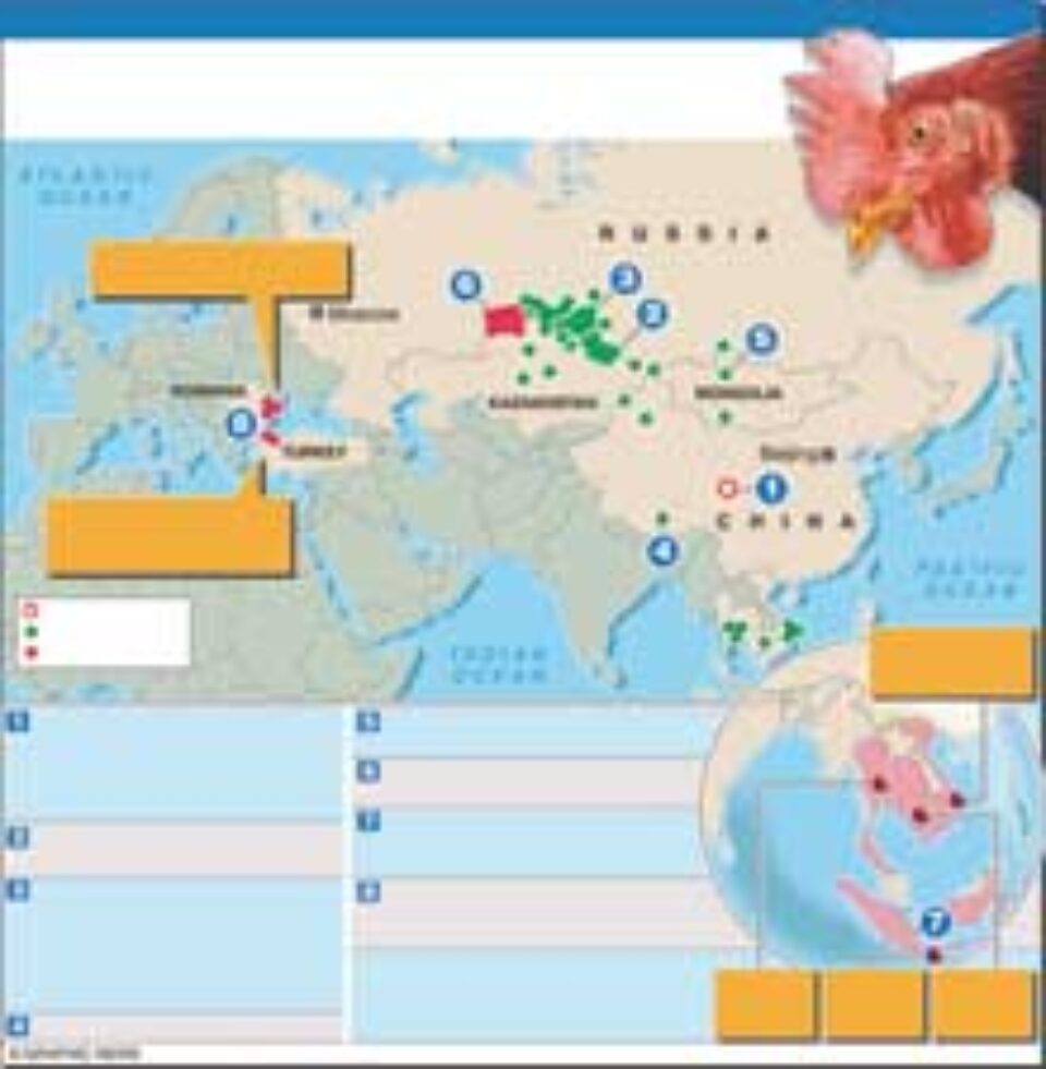 Gripa aviară a fost adusă în Europa de păsările migratoare Gripa aviară a fost adusă în Europa de păsările migratoare