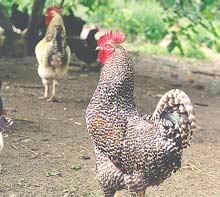 Gripa aviară “pune pe jar” autoritățile sucevene