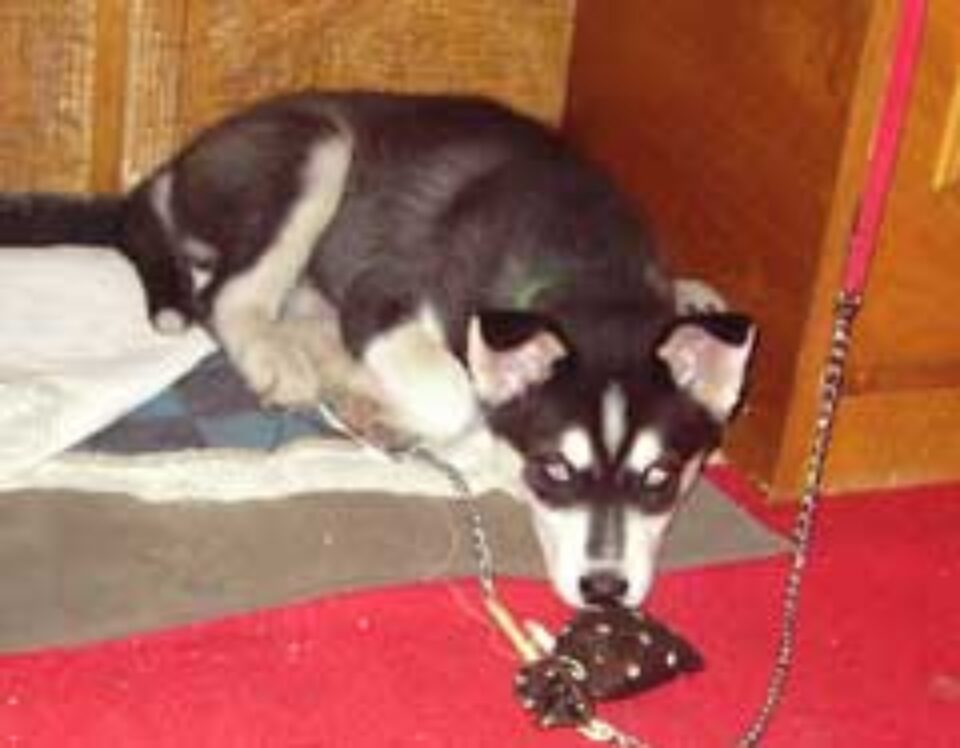 Nero, cîinele-polițist din cartierul George Enescu Nero, cîinele-polițist din cartierul George Enescu