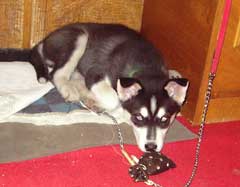 Nero, cîinele-polițist din cartierul George Enescu