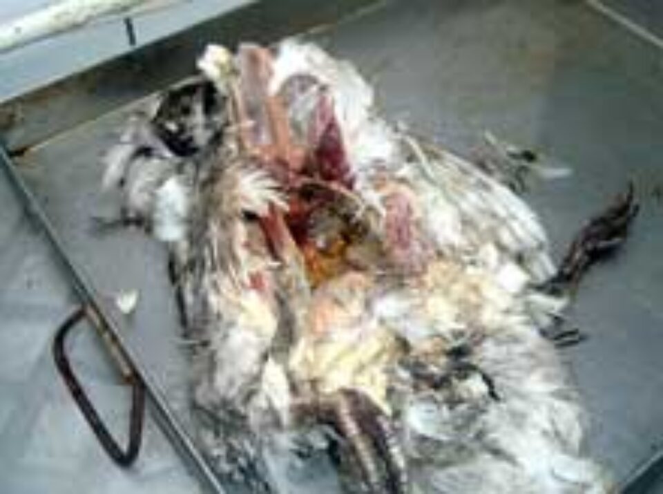 Un sac de găini moarte găsite într-un vagon plin de cărbuni, provenit din Siberia Un sac de găini moarte găsite într-un vagon plin de cărbuni, provenit din Siberia