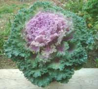 Legume ciudate în grădinile sucevenilor