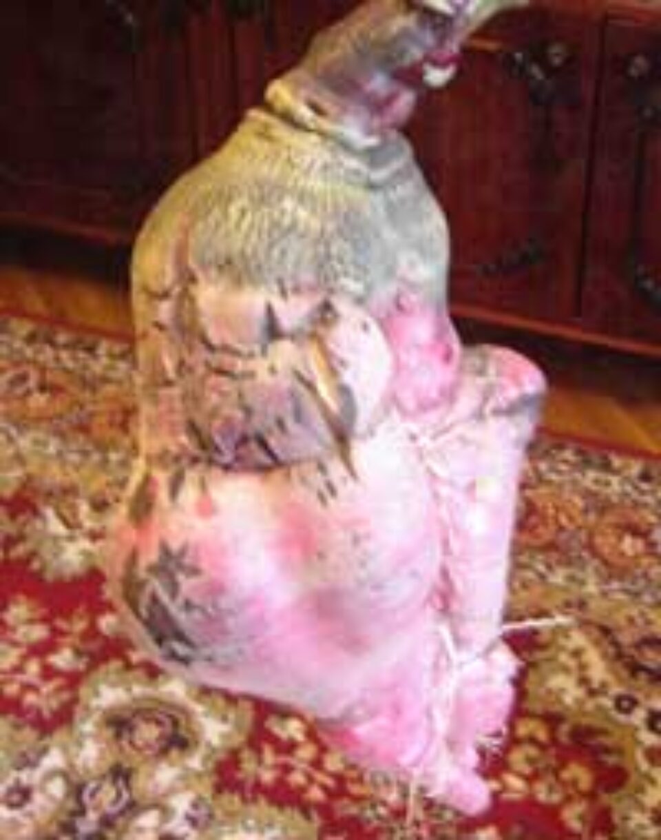 Legume ciudate în grădinile sucevenilor