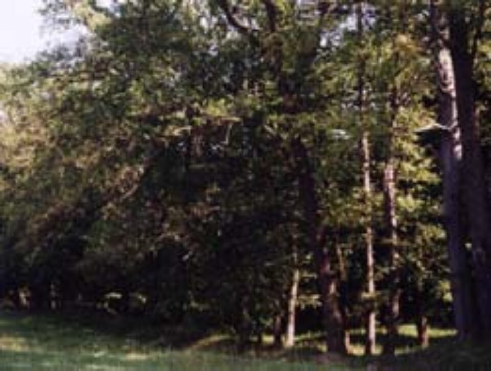 Tribunalul Suceava va rejudeca procesul dintre Fondul Bisericesc Ortodox și statul român privind retrocedarea a 192.000 de hectare de pădure Tribunalul Suceava va rejudeca procesul dintre Fondul Bisericesc Ortodox și statul român privind retrocedarea a 192.000 de hectare de pădure