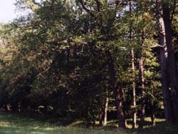 Tribunalul Suceava va rejudeca procesul dintre Fondul Bisericesc Ortodox și statul român privind retrocedarea a 192.000 de hectare de pădure