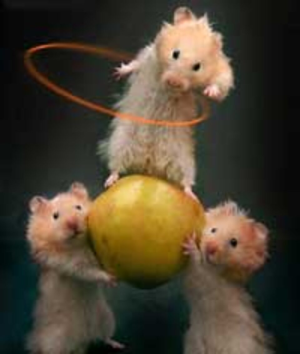 Și șoarecii cântă melodii de dragoste
