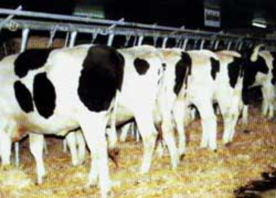 Sucevenii își pot înființa ferme zootehnice cu 80 de mii de euro