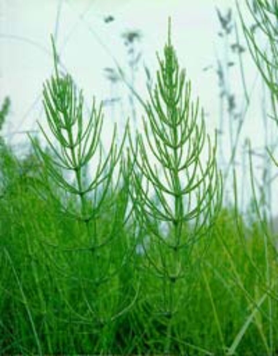 Coada-Calului (Equisetum arvense)
