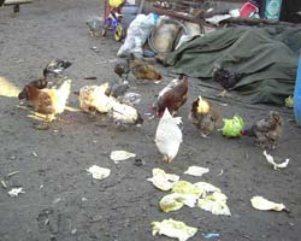 Butoaiele de varză murată de la Milișăuți vor salva lumea de gripă aviară