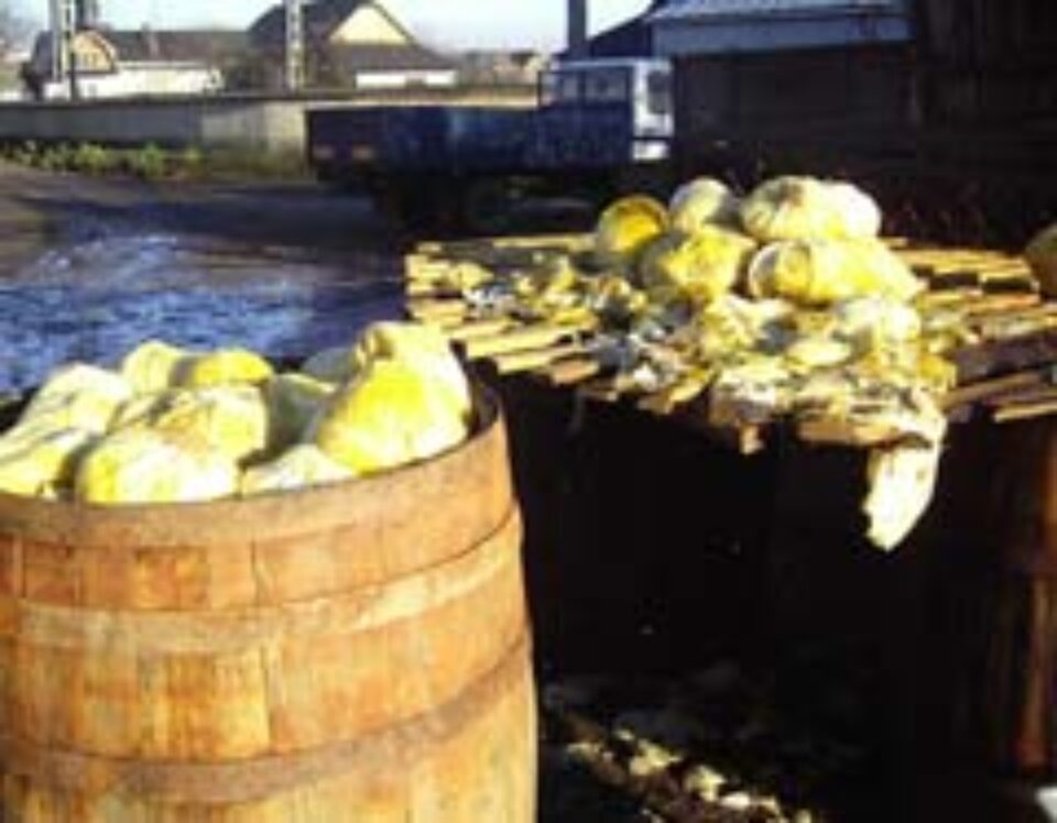 Butoaiele de varză murată de la Milișăuți vor salva lumea de gripă aviară