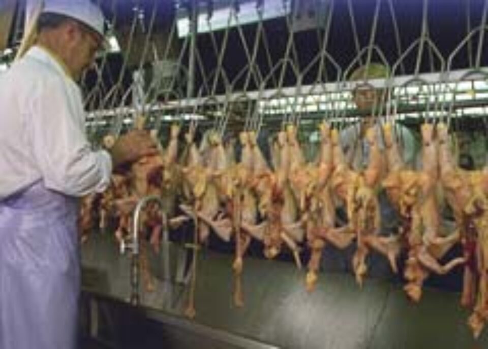 UE a eliminat unele restricții la importurile de carne de pasăre din România UE a eliminat unele restricții la importurile de carne de pasăre din România