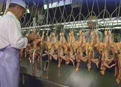 UE a eliminat unele restricții la importurile de carne de pasăre din România
