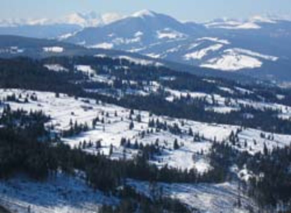 16% din pădurile revendicate la nivel național în baza noilor legi ale proprietății se află pe teritoriul județului Suceava 16% din pădurile revendicate la nivel național în baza noilor legi ale proprietății se află pe teritoriul județului Suceava