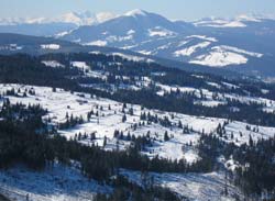 16% din pădurile revendicate la nivel național în baza noilor legi ale proprietății se află pe teritoriul județului Suceava