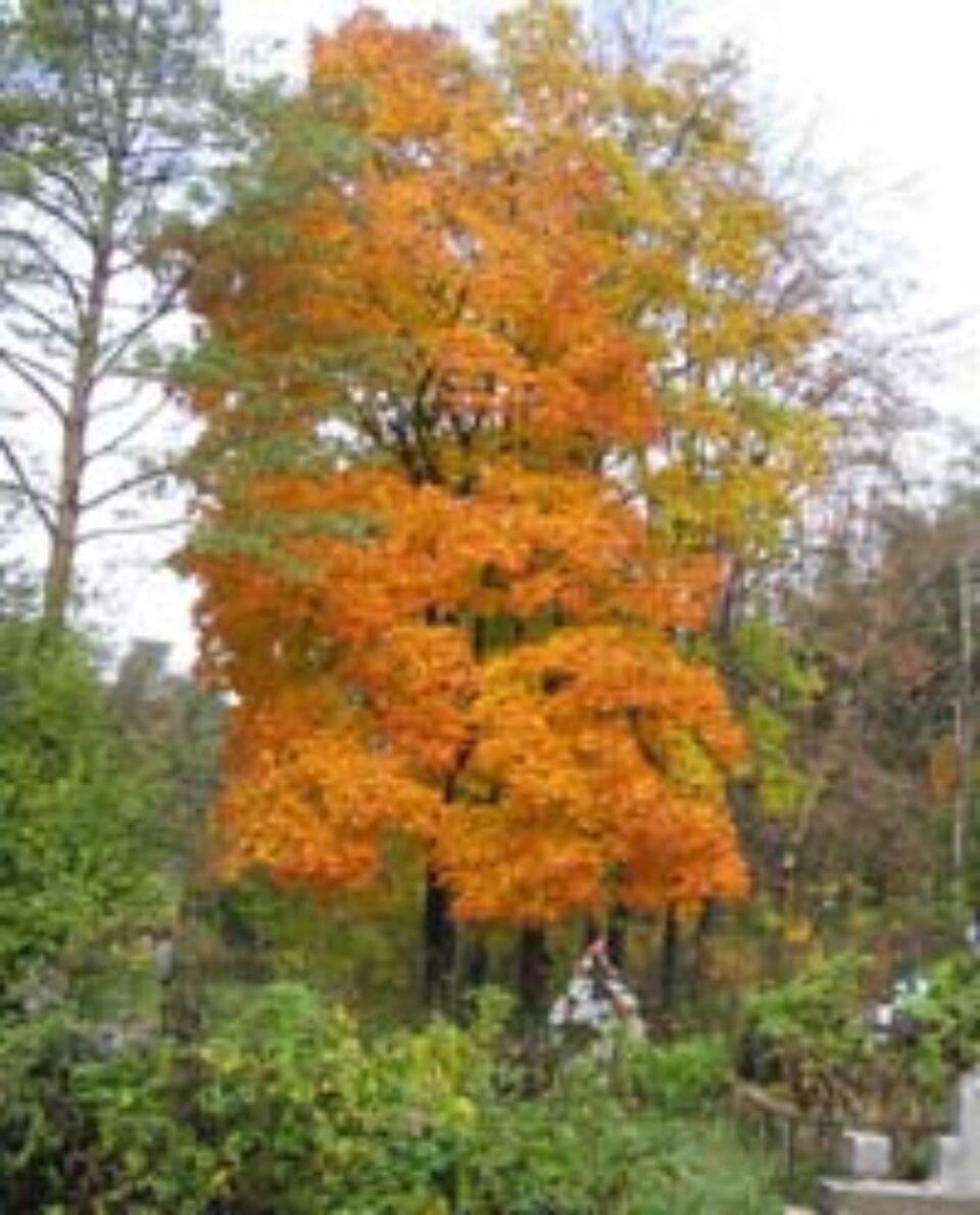 Fagul care veghează mormintele necunoscuţilor ;i săracilor Cimitirului Pacea