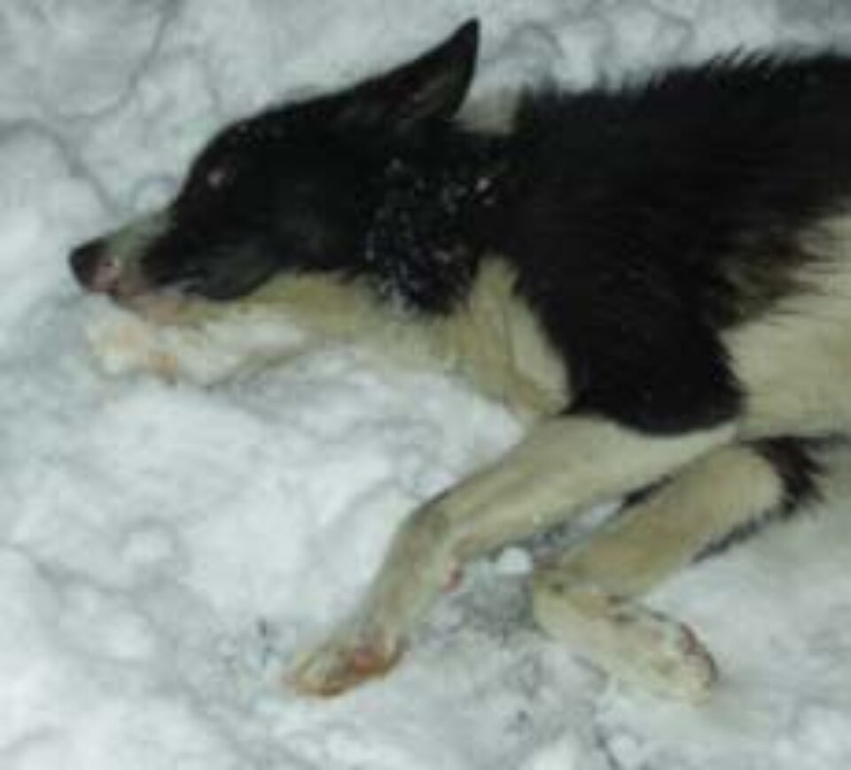 Cîini otrăviți în Suceava