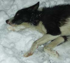 Cîini otrăviți în Suceava