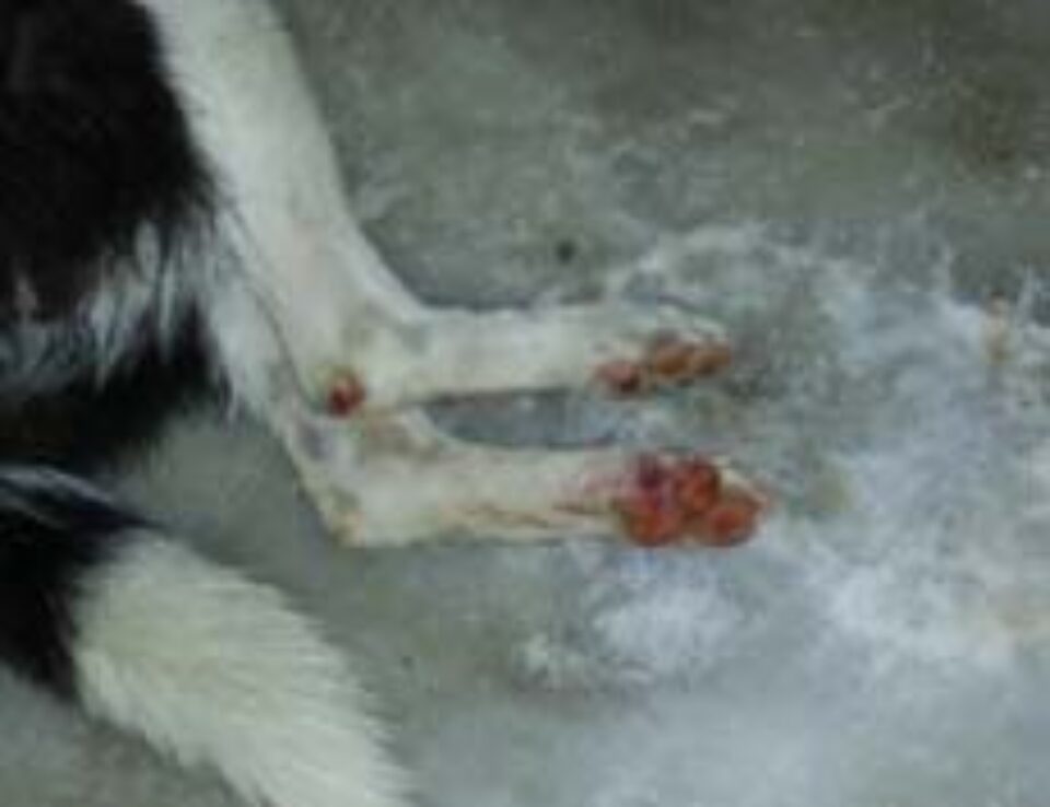 Cîini otrăviți în Suceava