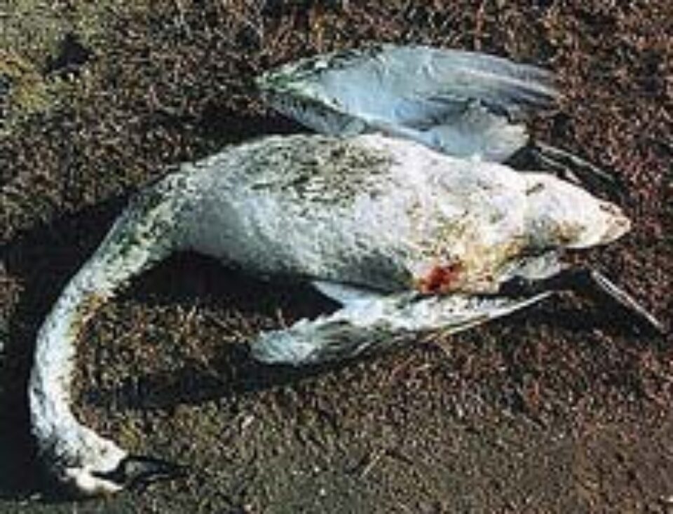 Suspiciuni de gripă aviară la o lebădă moartă găsită pe malul rîului Suceava Suspiciuni de gripă aviară la o lebădă moartă găsită pe malul rîului Suceava