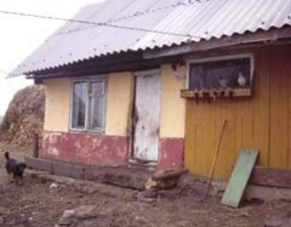 Camera care adoposteste noua suflete