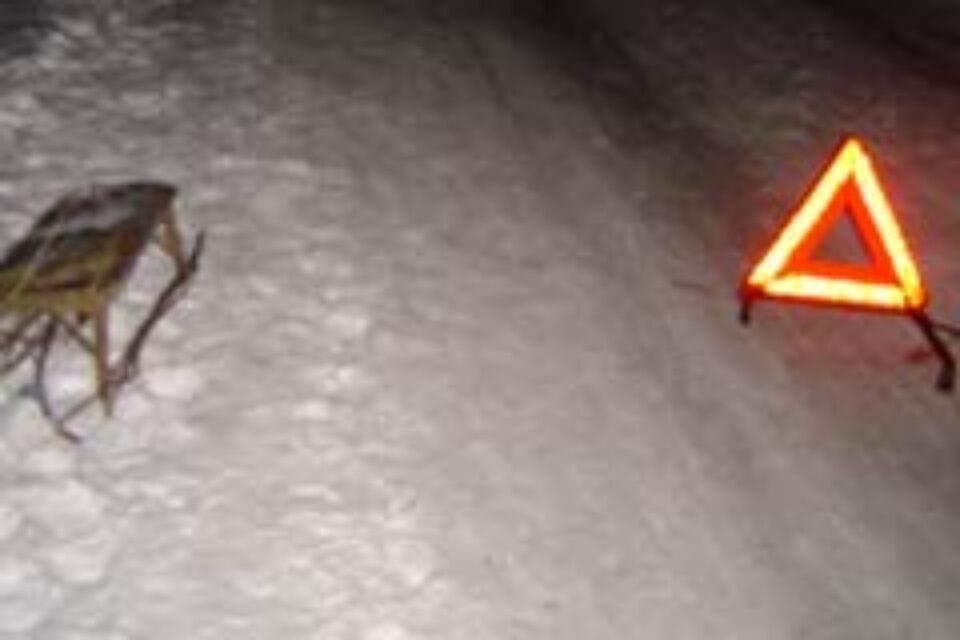 Fetiță de 9 ani omorîtă la săniuș