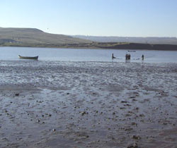 PISCICOLA Fălticeni, afacerea peștelui care pute