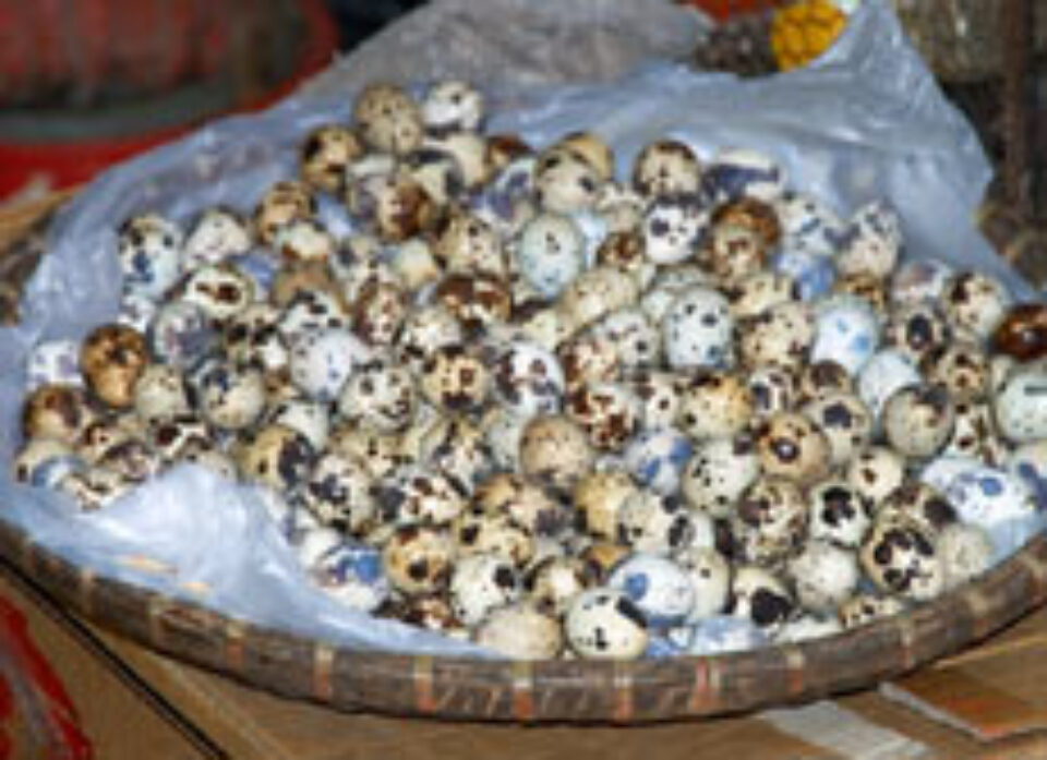 Tratamentul cu ouă de prepeliță Tratamentul cu ouă de prepeliță