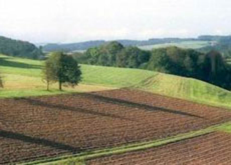 Terenul agricol din Suceava este fărâmițat în peste 90 de mii de exploatații Terenul agricol din Suceava este fărâmițat în peste 90 de mii de exploatații