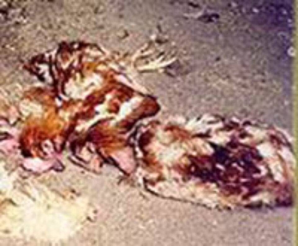 Leșuri de găini, aruncate pe raza comunei Ilișești